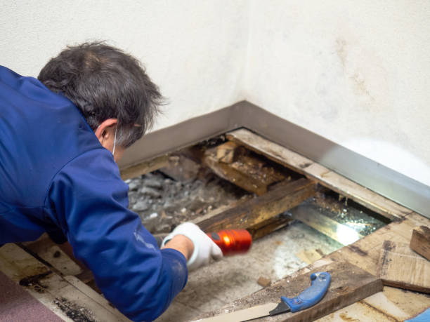 Best Kitchen Mold Remediation in Lemay, MO